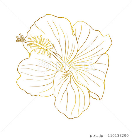 Gold foil tropical hibiscus flower. Chinese rose flower. Hand drawn vector line art illustration for logo, card or invite, tea herbs hibiscus tea. Isolated on white background. 110158290