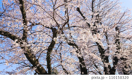 満開の桜 110158320