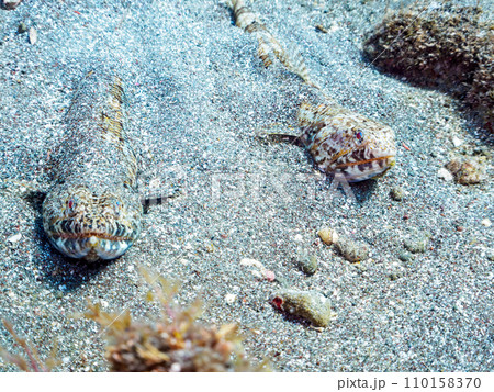 ヒリゾ浜のアカエソ（エソ科）のペア。  静岡県伊豆半島賀茂郡南伊豆町中木から渡し船で渡るヒリゾ浜にて 110158370
