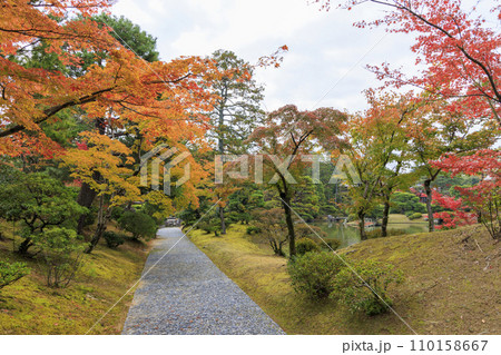 秋の紅葉に映える日本庭園 (京都 桂離宮) 110158667