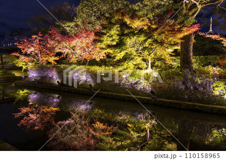 紅葉シーズン 夜のライトアップ (京都 東寺) 110158965