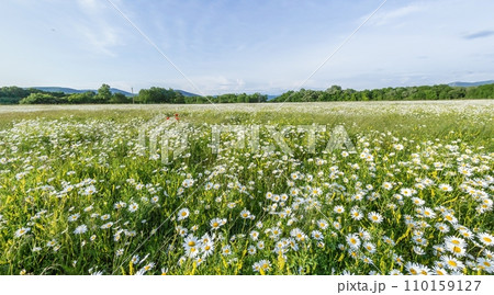 Chamomile field panorama. White daisy flowers in large field of lush green grass at sunset. Chamomile flowers field. Nature, flowers, spring, biology, fauna concept Chamomile field panorama. White daisy flowers in large field of lush green grass at sunset. Chamomile flowers field. Nature, flowers, spring, biology, fauna concept 110159127