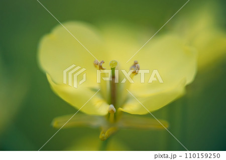 春の光を浴びて輝く満開の可憐な菜の花 春の光を浴びて輝く満開の可憐な菜の花 110159250