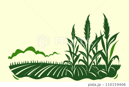 Corn plantation. Vector illustration of sweet corn sprouting in field Corn plantation. Vector illustration of sweet corn sprouting in field 110159406