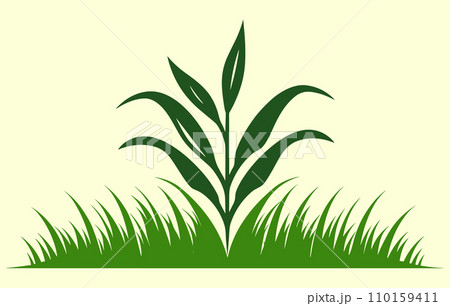 Corn plantation. Vector illustration of sweet corn sprouting in field 110159411
