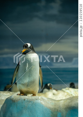 ペンギン ペンギン 110159510