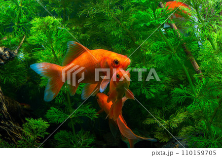 Rocks and water in the river in the rainy season. Nature background 110159705
