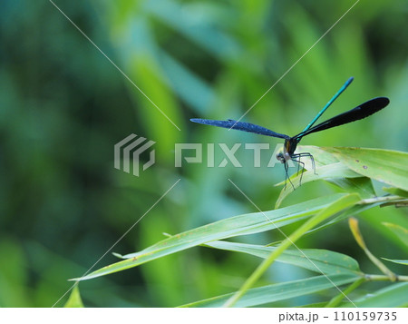 草に止まるハグロトンボ（兵庫県,神戸市,北区,道場町,生野）3 110159735