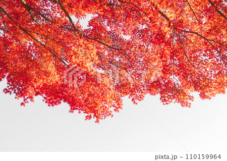 紅葉・秋 イメージ 紅葉・秋 イメージ 110159964