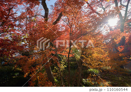 紅葉 モミジ 紅葉 モミジ 110160544