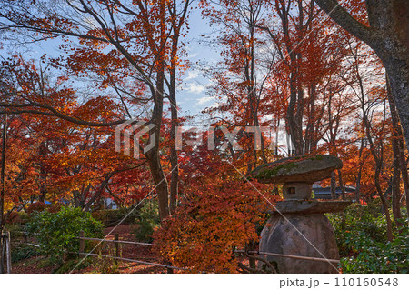 紅葉 モミジ 紅葉 モミジ 110160548