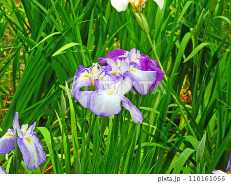 初夏に薄紫色の花が咲いた多年生植物菖蒲 110161066