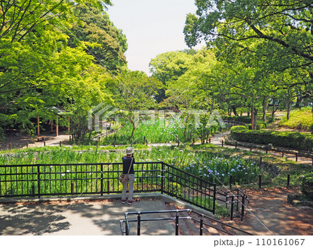 北九州市戸畑区にある菖蒲園が美しい夜宮公園 北九州市戸畑区にある菖蒲園が美しい夜宮公園 110161067