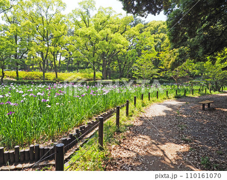 北九州市戸畑区にある市民憩いの場夜宮公園菖蒲園 北九州市戸畑区にある市民憩いの場夜宮公園菖蒲園 110161070