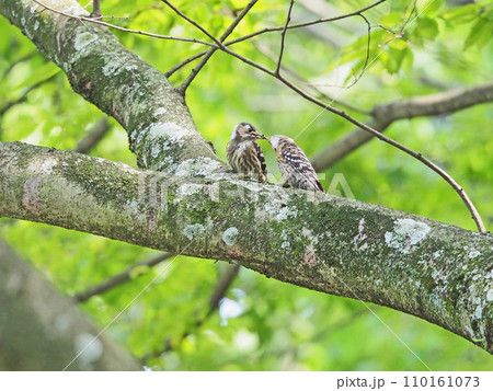 キツツキ科の野鳥コゲラの給餌 110161073