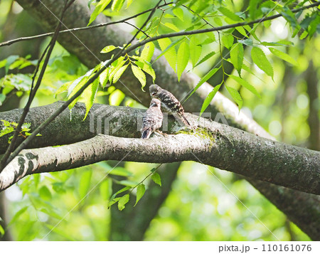 木の枝で給餌をするキツツキ科の野鳥コゲラ 木の枝で給餌をするキツツキ科の野鳥コゲラ 110161076