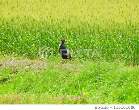 長い尾でカラフルな羽毛が美しい国鳥キジの雄 長い尾でカラフルな羽毛が美しい国鳥キジの雄 110161086