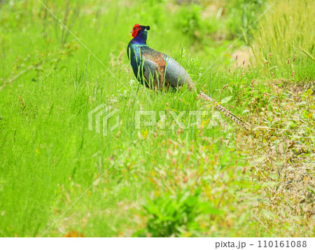 長い尾でカラフルな羽毛が美しい国鳥キジの雄 110161088
