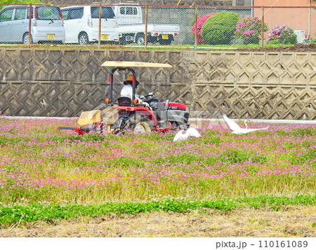 農機で耕した田んぼで餌を狙うダイサギたち 110161089