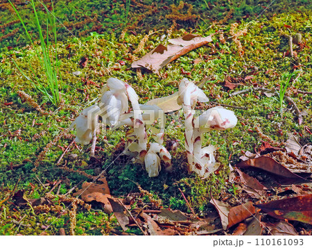 白くてユニークな植物ユウレイタケとも呼ばれるギンリョウソウ 110161093