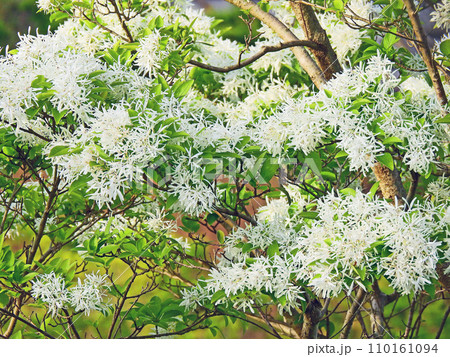 雪のような白い花が咲くなんじゃもんじゃの木 雪のような白い花が咲くなんじゃもんじゃの木 110161094