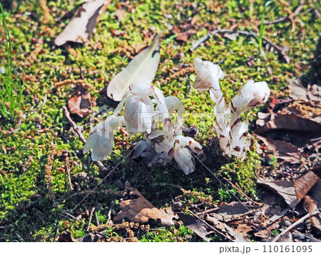 白くてユニークな植物ユウレイタケとも呼ばれるギンリョウソウ 白くてユニークな植物ユウレイタケとも呼ばれるギンリョウソウ 110161095