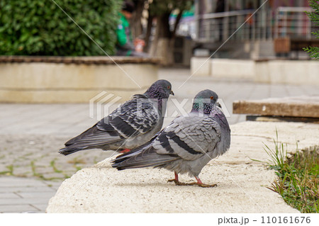 Pigeons and doves in a public park. Birds 110161676
