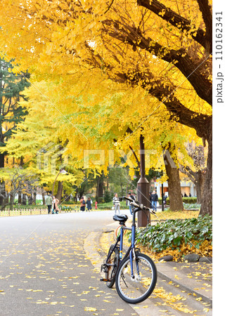 公園のイチョウ並木に置かれた自転車 公園のイチョウ並木に置かれた自転車 110162341