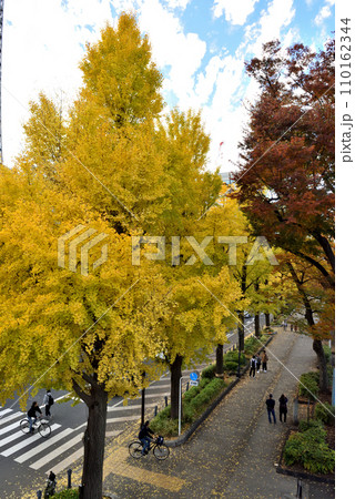 山下公園通りのイチョウ並木と横断歩道を渡る人々 110162344