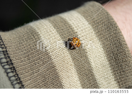 A small ladybug on the cuff of a sports jacket. 110163555