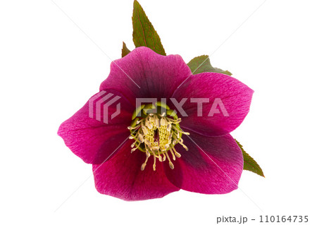 red hellebore flower isolated red hellebore flower isolated 110164735