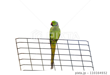 green parrot isolated green parrot isolated 110164932