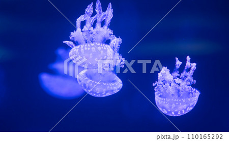 beautiful jellyfish floating beautiful jellyfish floating 110165292