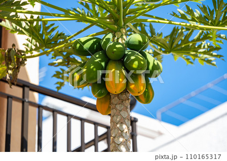 papaya fruits papaya fruits 110165317