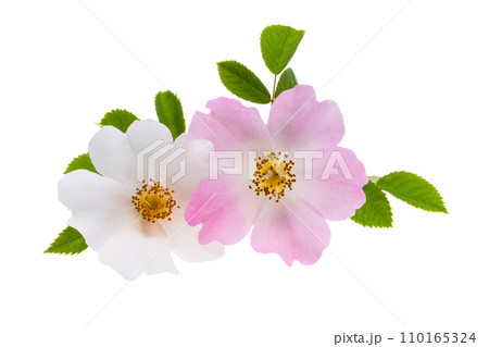 rosehip flower isolated rosehip flower isolated 110165324