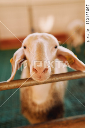White sheep put its muzzle on the fence while standing on the farm 110165867