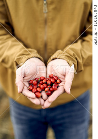Red rosehips in the palms of a man. Cropped. Faceless Red rosehips in the palms of a man. Cropped. Faceless 110165943