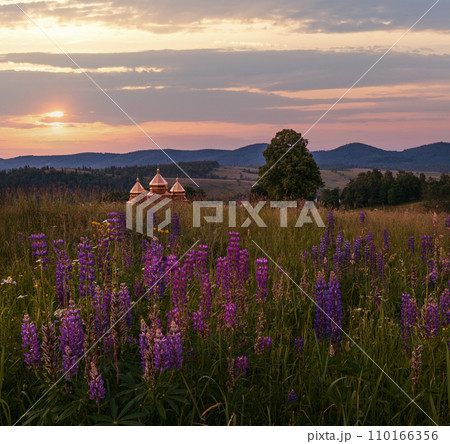 Twilight June Carpathian mountain countryside meadows. with beautiful wild flowers Twilight June Carpathian mountain countryside meadows. with beautiful wild flowers 110166356