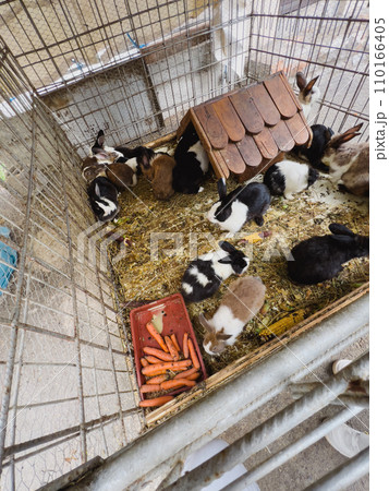 Fluffy rabbits in the fence eat carrots and corn cobs 110166405