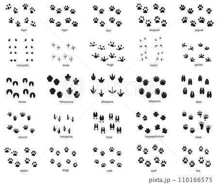 Set of footprints of wild animals, illustration of black silhouette Set of footprints of wild animals, illustration of black silhouette 110166575