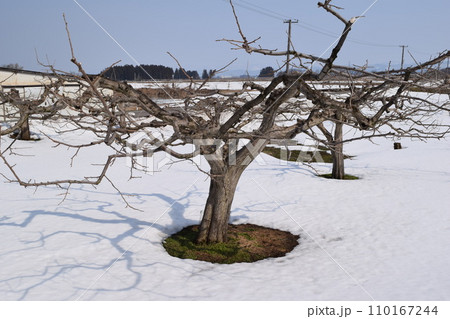 冬の柿の木 降雪風景 110167244