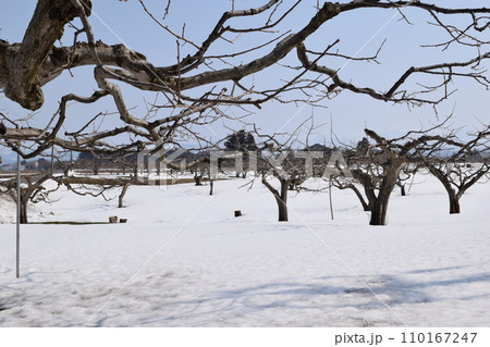 冬の柿の木 降雪風景 冬の柿の木 降雪風景 110167247