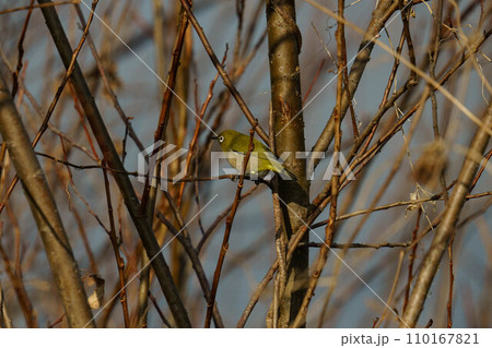 枝にとまるメジロ 110167821