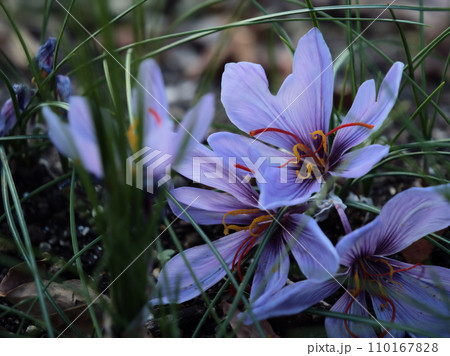 12月に咲いたサフランの花 110167828