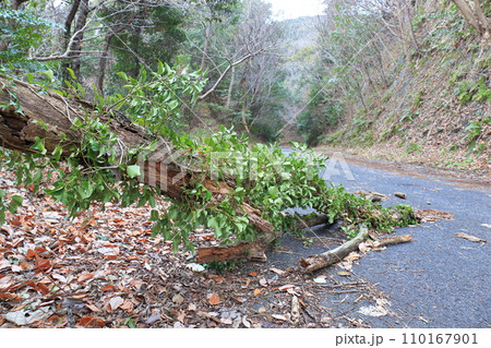倒木で塞がれた山間部の車道 倒木で塞がれた山間部の車道 110167901