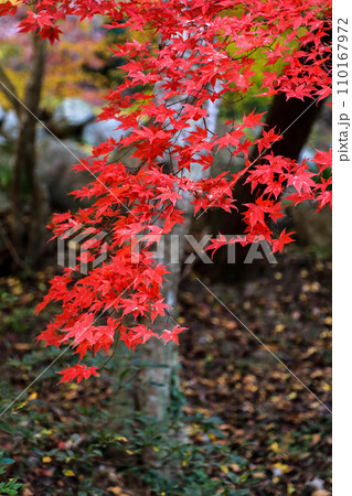 環境芸術の森の紅葉 環境芸術の森の紅葉 110167972
