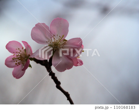 12月に咲いた桜「アーコレード」 110168183