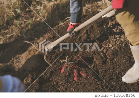 vegetable field 110168356
