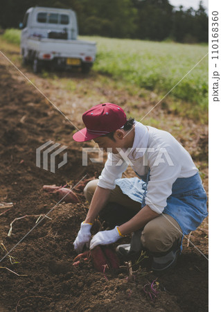 vegetable field vegetable field 110168360