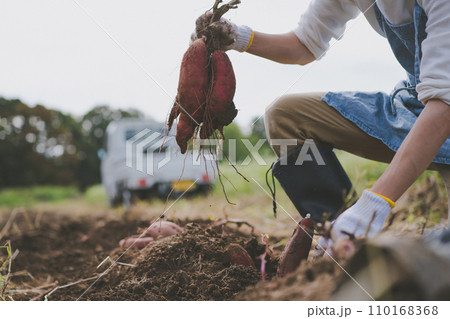 vegetable field 110168368